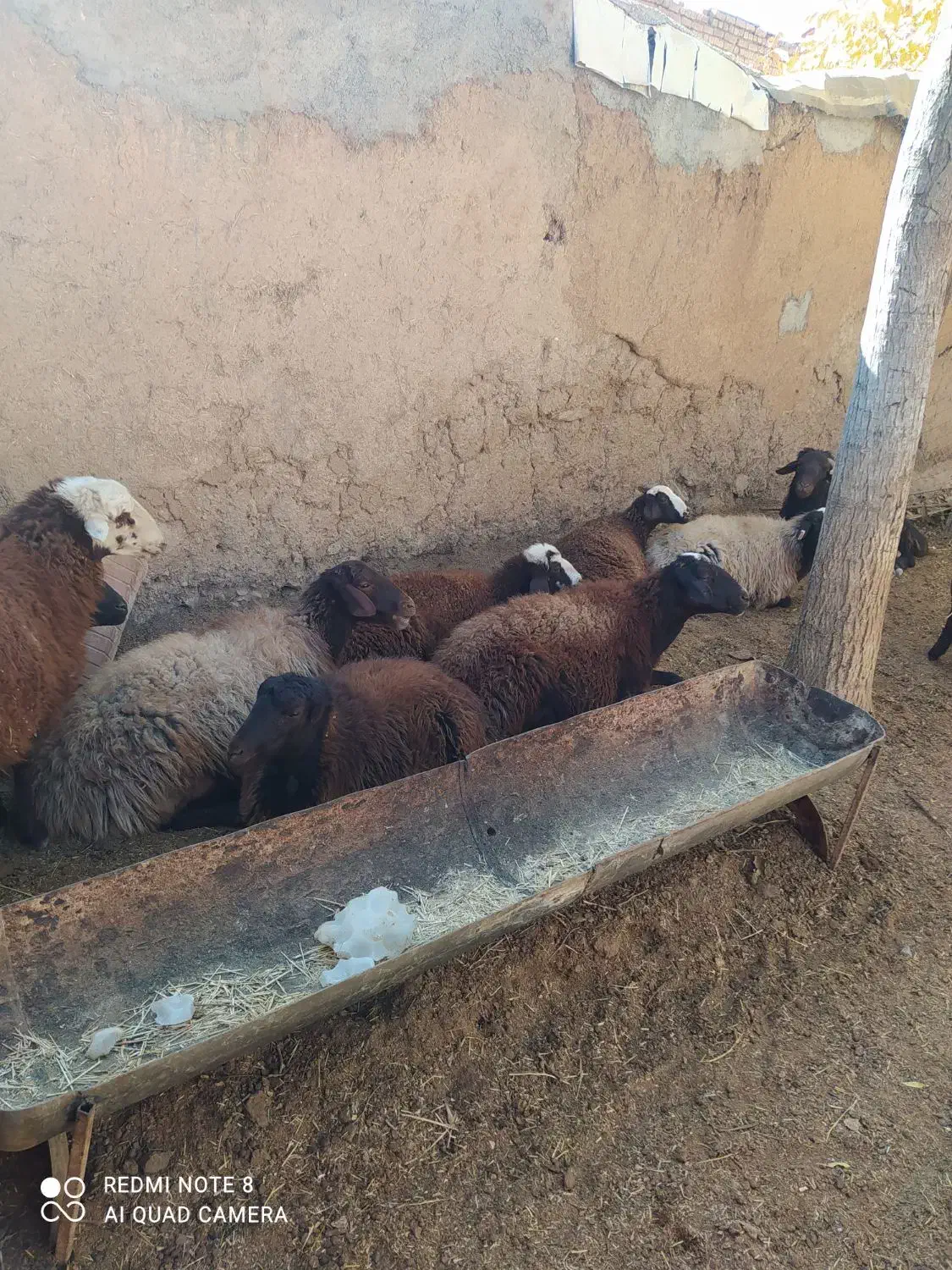 میش|حیوانات مزرعه|زنده رود, |دیوار