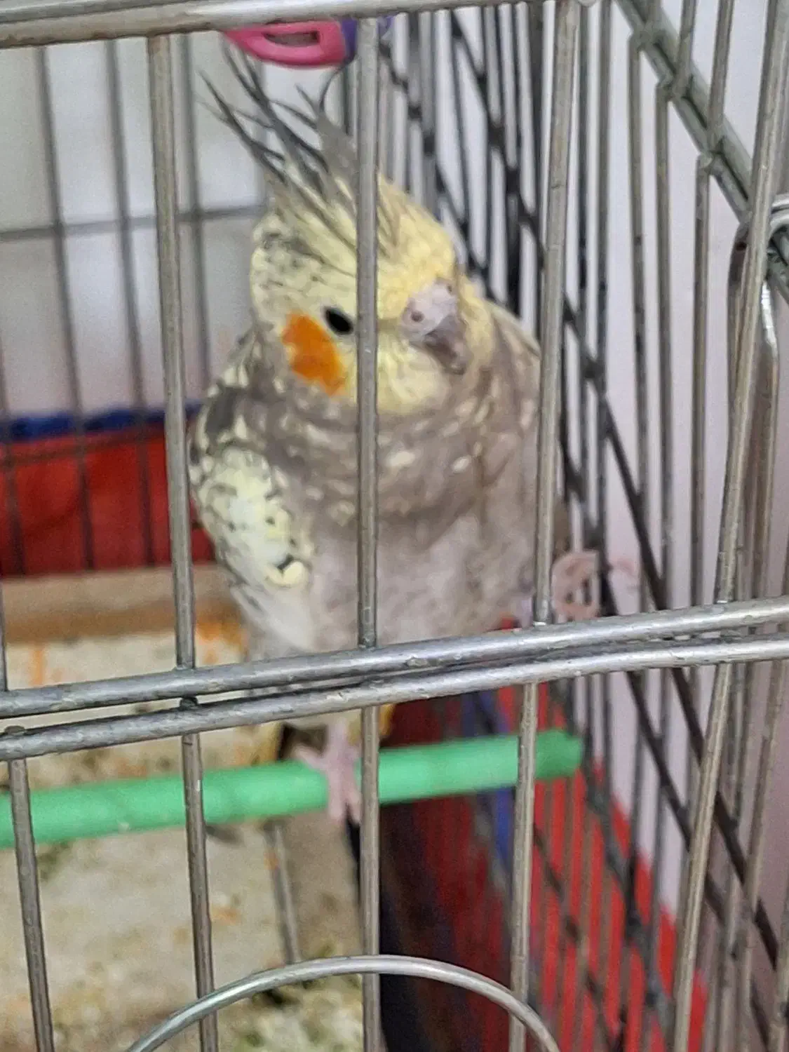 فروش یک جفت عروس هلندی|پرنده|دورود, |دیوار