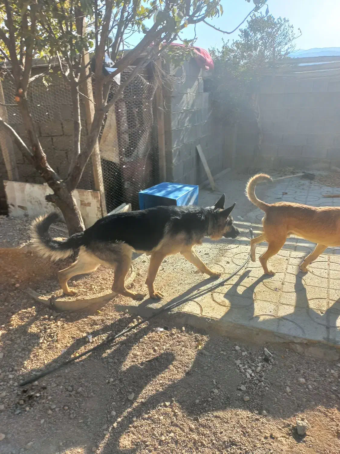 سگ ژرمن نر ماده اصل|سگ|ارژن, |دیوار