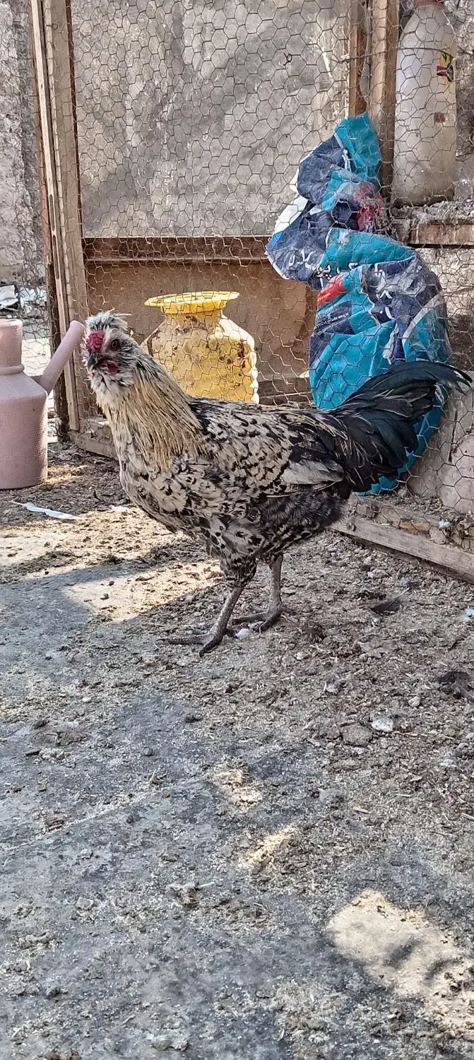 سه عدد خروس گلین|حیوانات مزرعه|برخوار, |دیوار