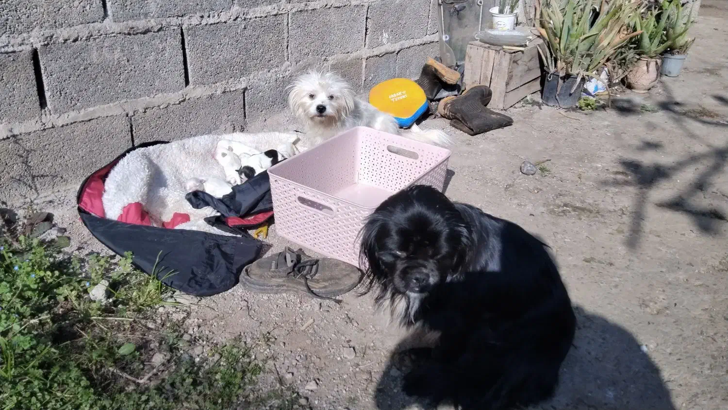 توله شیتزو پیکنز|سگ|لاهیجان, امیرشهید|دیوار