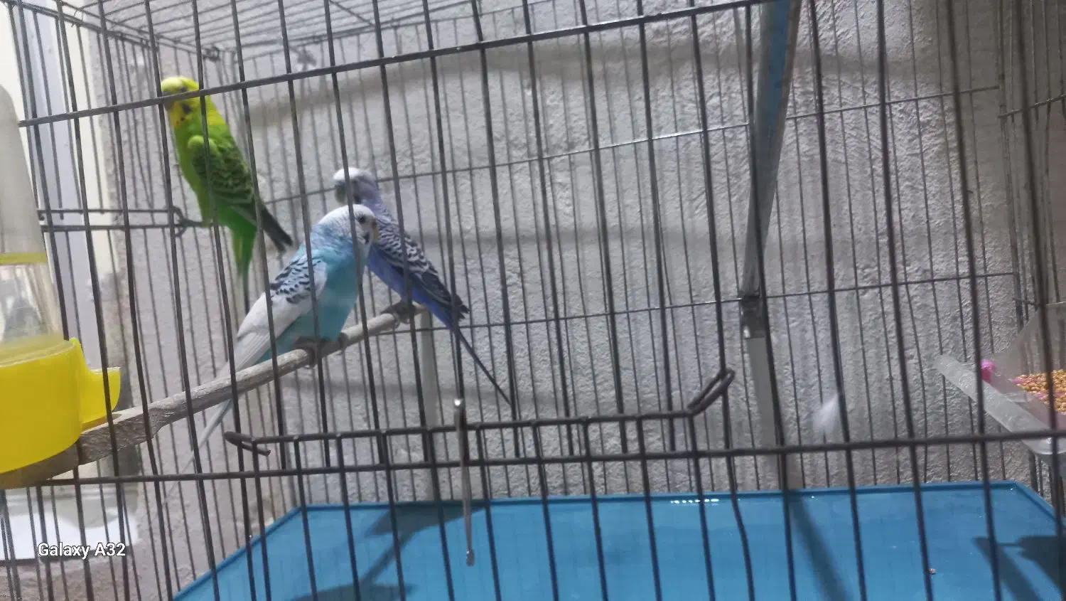 3عدد مرغ عشق|پرنده|قرچک, محمد آباد|دیوار