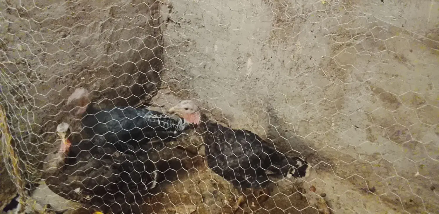 بوقلمون فروشی|حیوانات مزرعه|بم, |دیوار