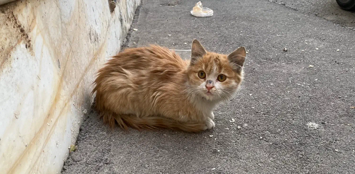 گربه|گربه|تبریز, |دیوار