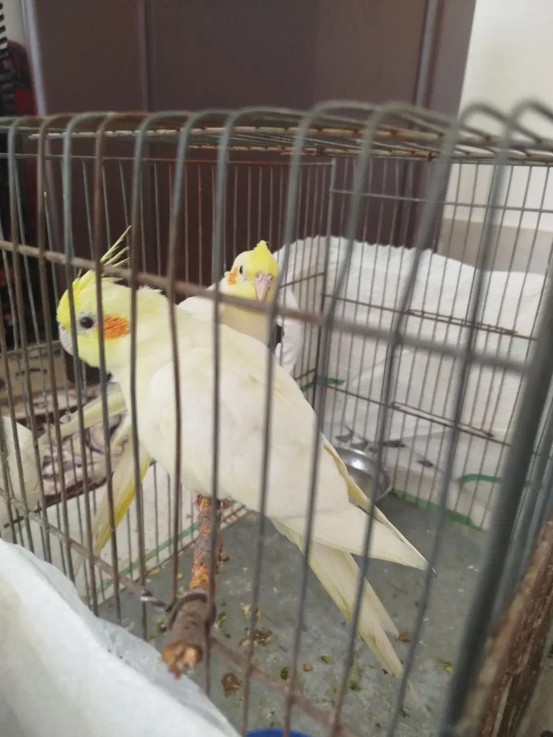 عروس|پرنده|اسفراین, |دیوار