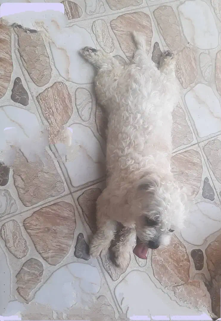 واگذاری رایگان|سگ|اصفهان, پوریای ولی|دیوار