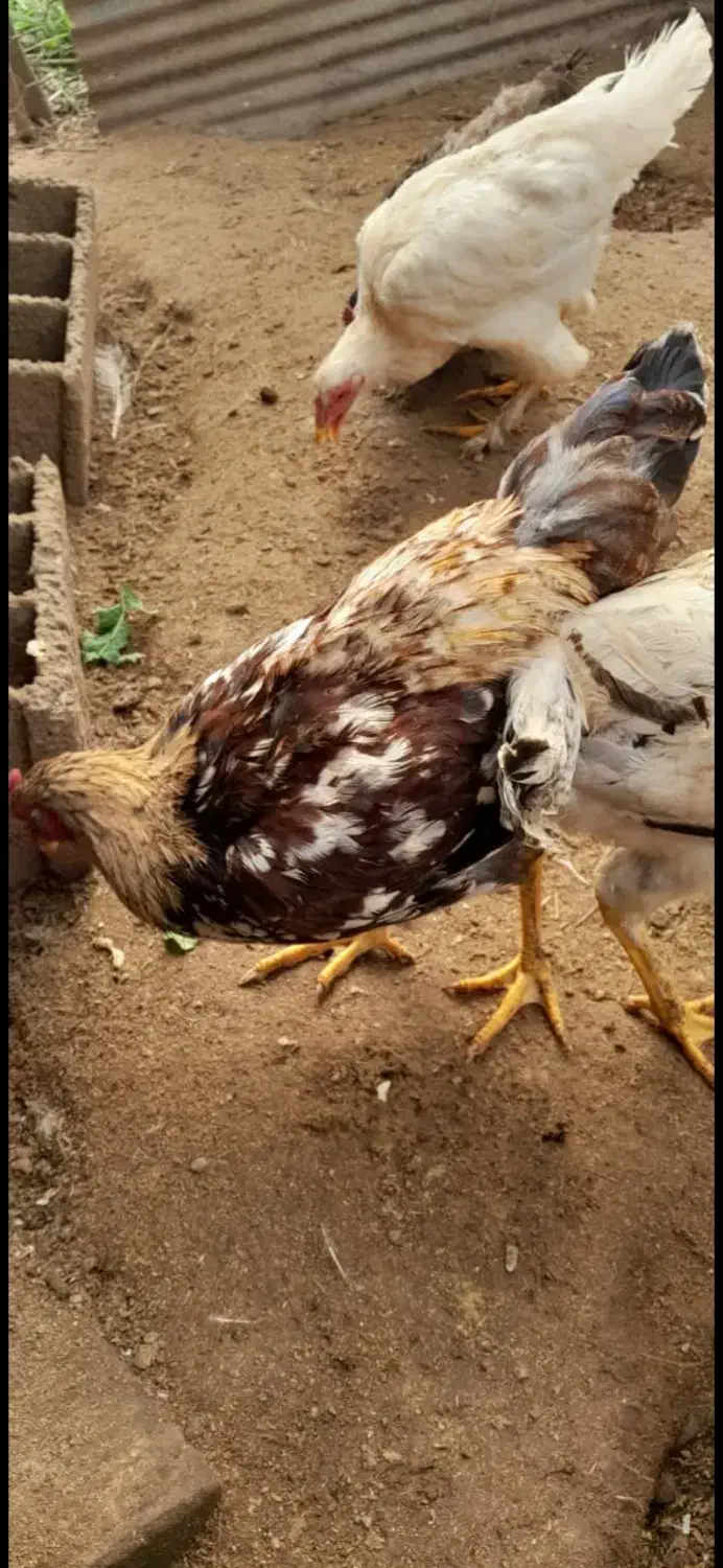 فروش مرغ و خروس|حیوانات مزرعه|رودسر, |دیوار