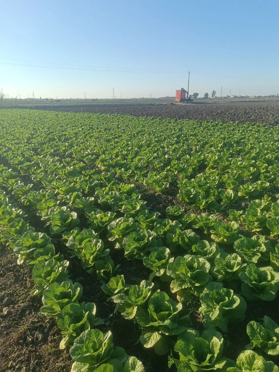 کاهو روغنی|خوردنی و آشامیدنی|دلند, |دیوار