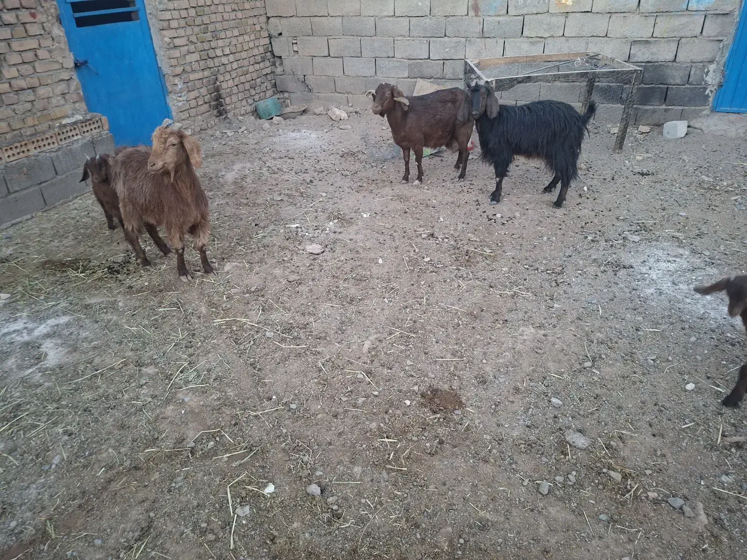 بزجمل زا|حیوانات مزرعه|تربت جام, جامرود|دیوار