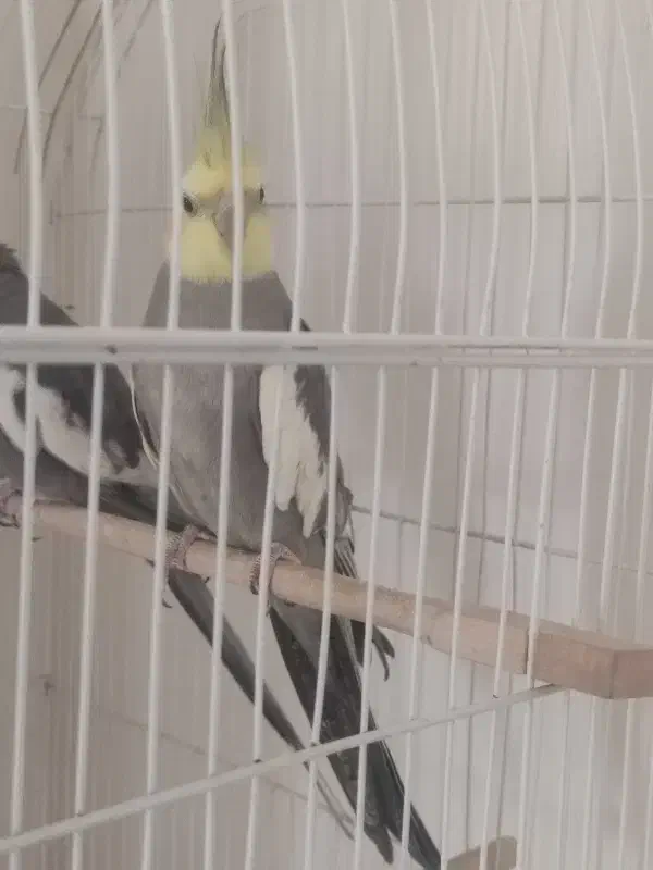 پرنده|پرنده|تربت‌حیدریه, آغوی|دیوار