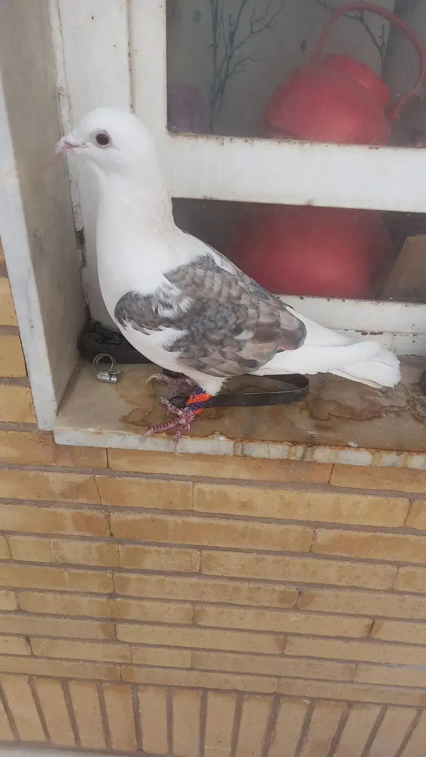 کفتر پشتی آلمانی|پرنده|شیراز, قدوسی شرقی|دیوار