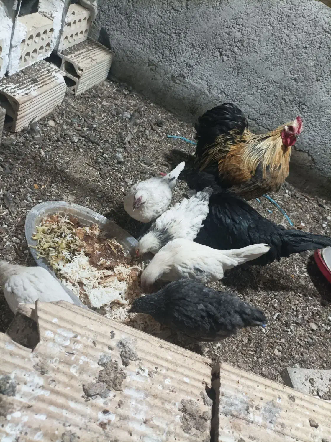 مرغ خروس زینتی همراه با جوجه هاش|حیوانات مزرعه|ورامین, ورامین|دیوار