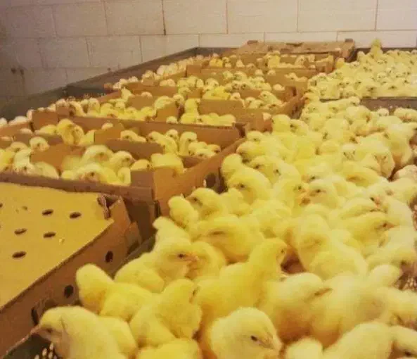 جوجه گوشتی راس 308|حیوانات مزرعه|ورامین, خیر آباد|دیوار