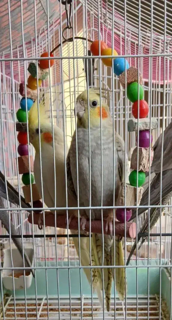 فروش فوری جوجه عروس هلندی|پرنده|مشهد, جاهد شهر|دیوار