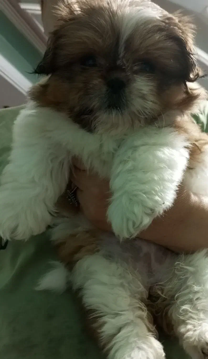 توله سگ شیتزو ماده|سگ|رشت, شهرک قدس|دیوار