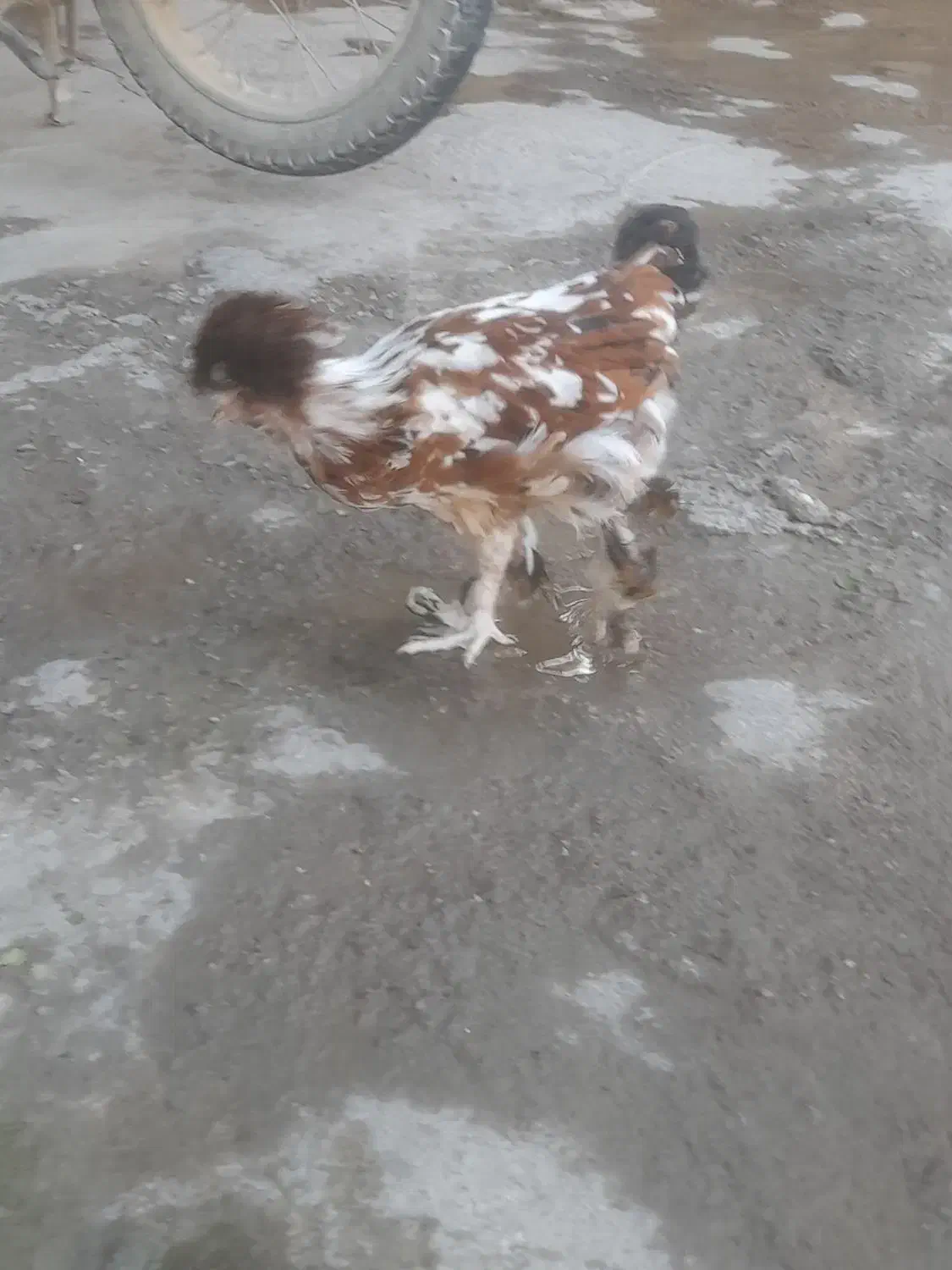 مرغ عثمانی|حیوانات مزرعه|اندیمشک, |دیوار