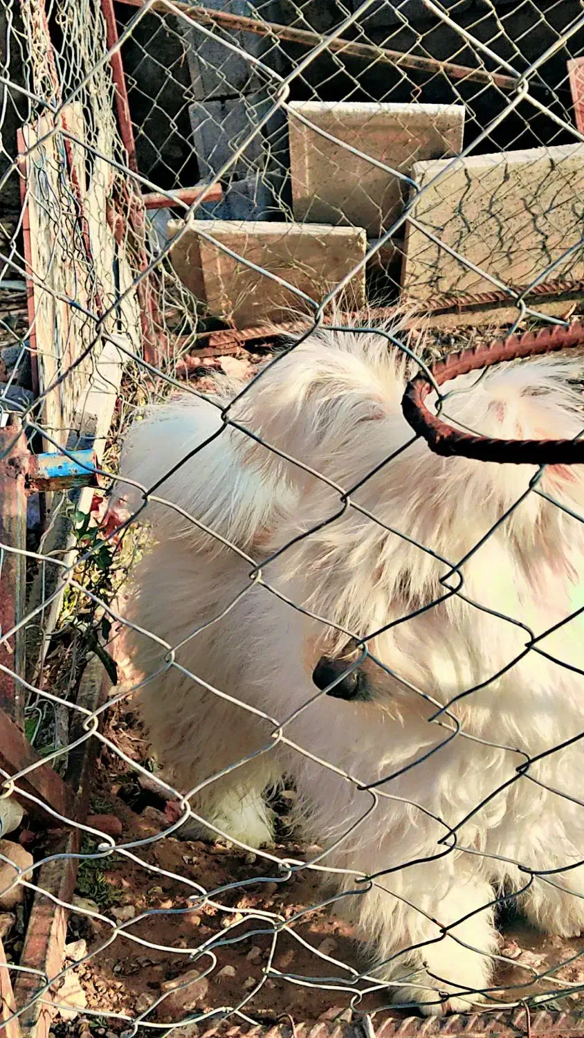 سگ.|سگ|شیراز, رکنآباد|دیوار