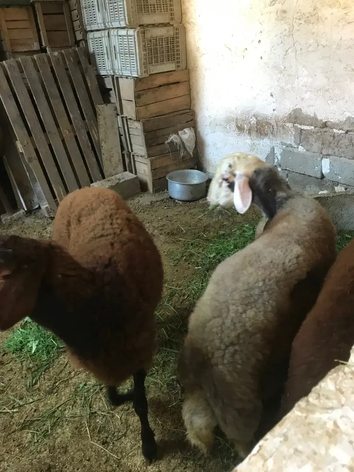 بره گوسفند نر و ماده افشاری بروجرد|حیوانات مزرعه|قائمشهر, |دیوار