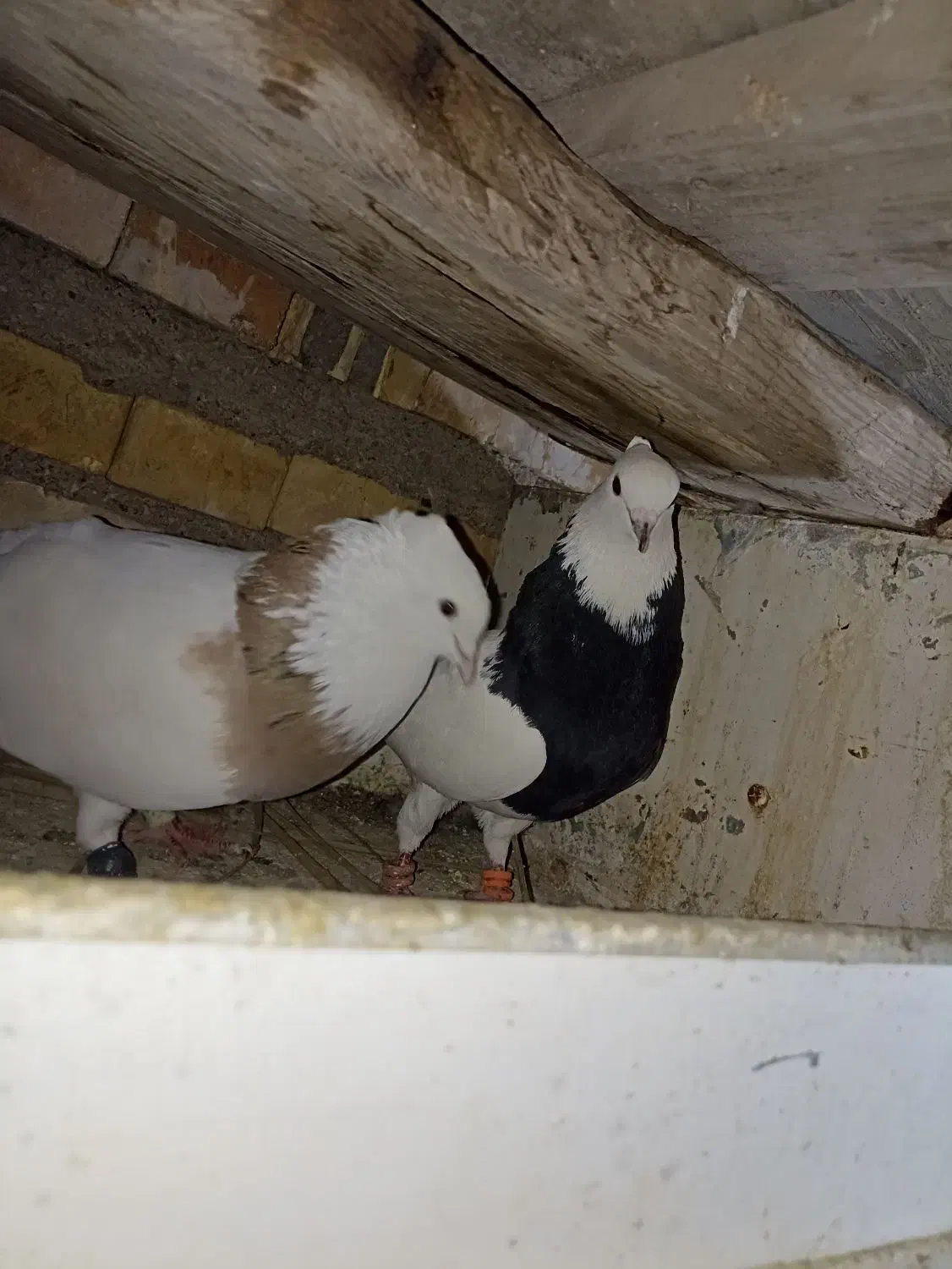 رنگی|پرنده|خرمشهر, |دیوار