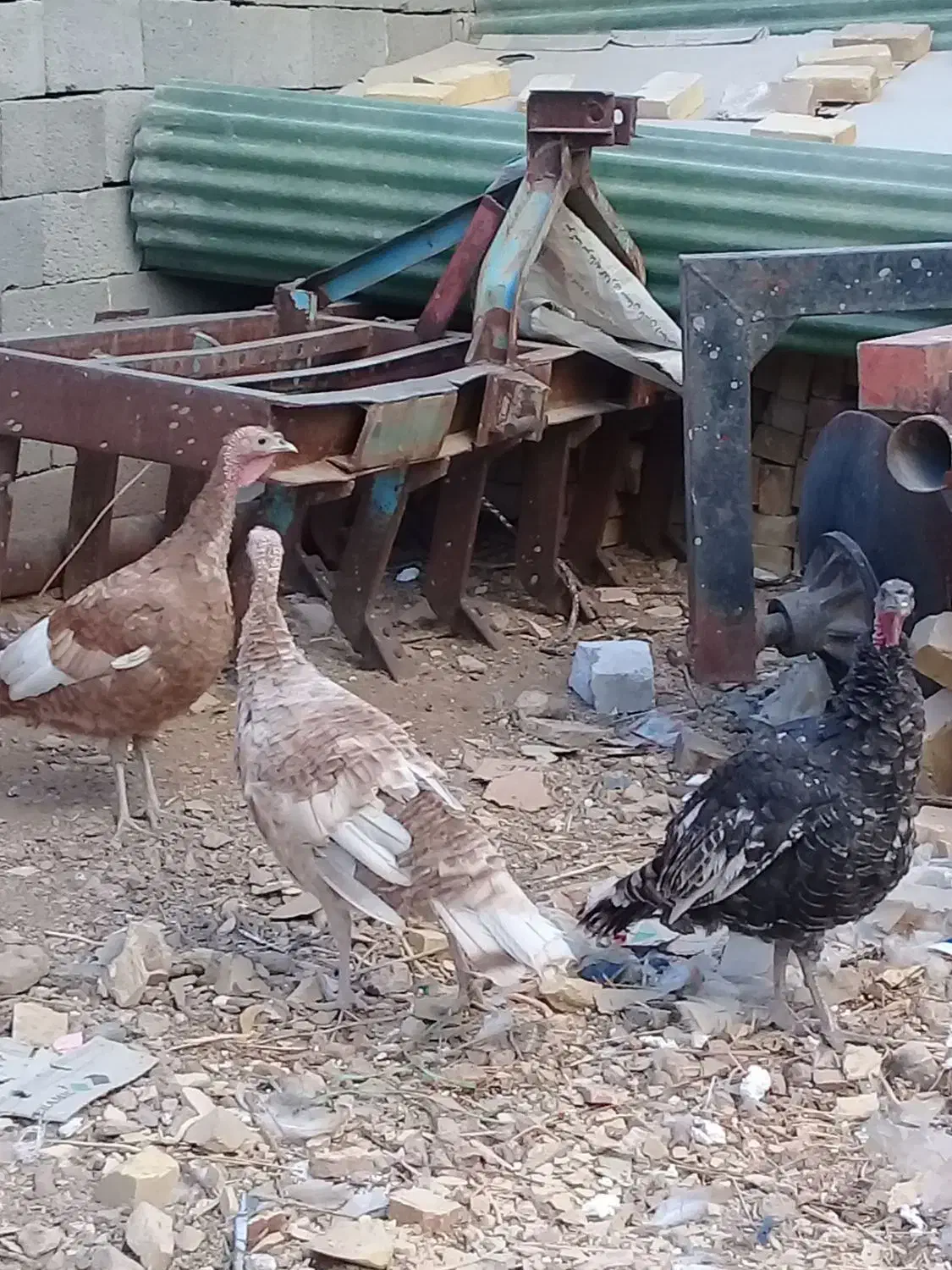 بوقلمون|حیوانات مزرعه|خرمدره, |دیوار