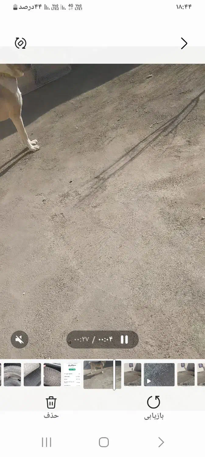 سگ سرابی|سگ|نسیم‌شهر, |دیوار