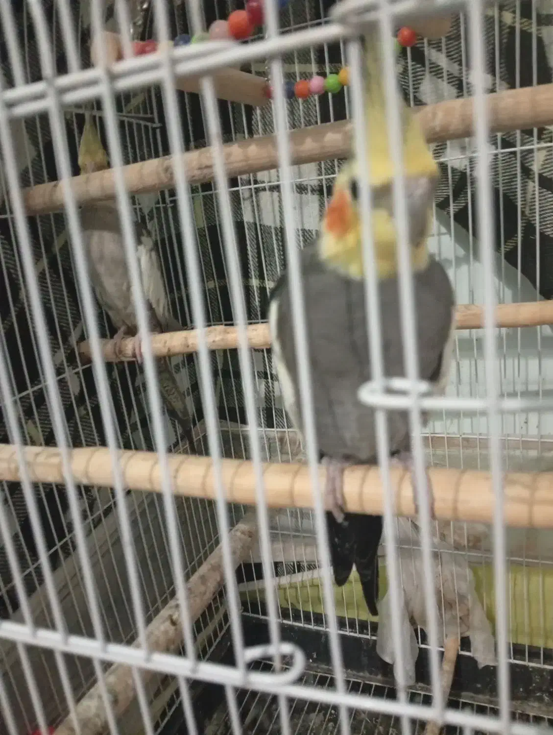 عروس هلندی مرغ عشق|پرنده|سیاهکل, |دیوار