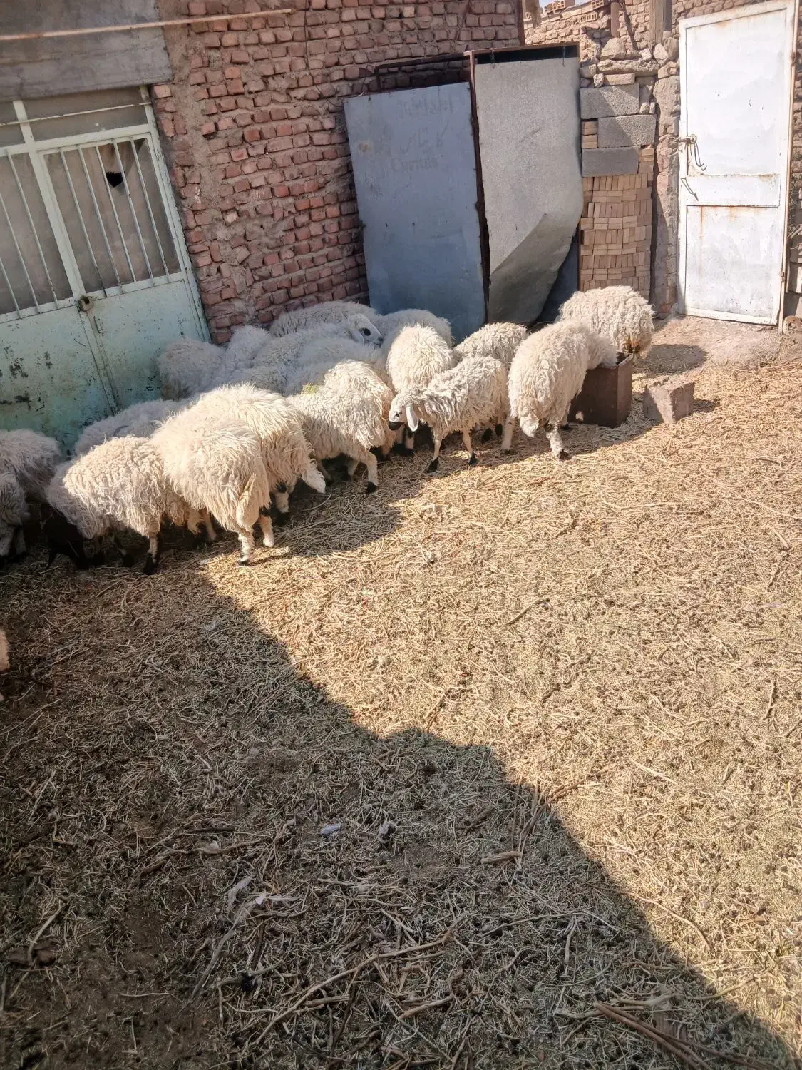 گوسفند میش|حیوانات مزرعه|زرند, |دیوار