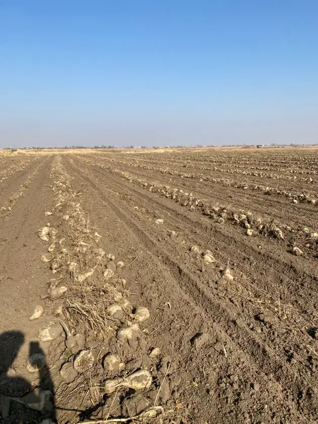 چغندر قند|خدمات باغبانی و درختکاری|بکتاش, |دیوار