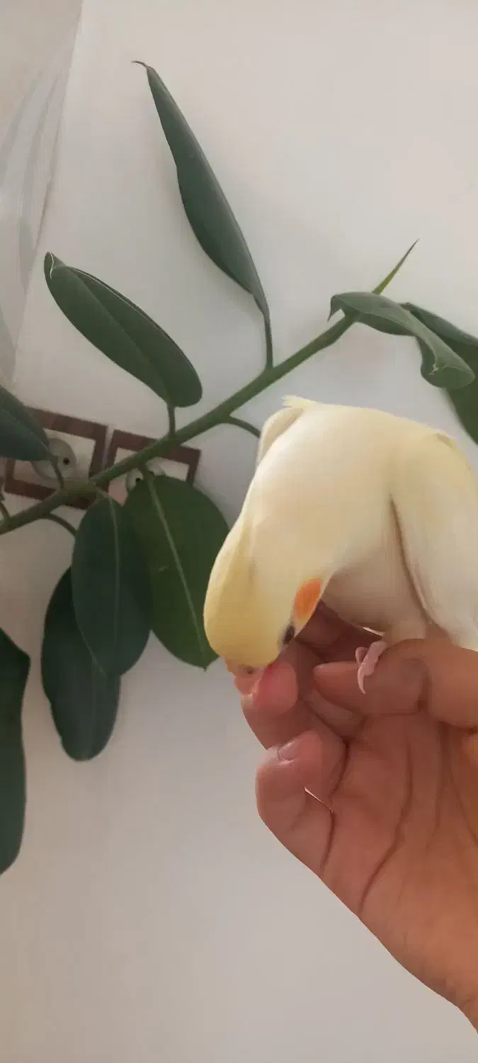 جوجه عروس هلندی|پرنده|دهگلان, |دیوار