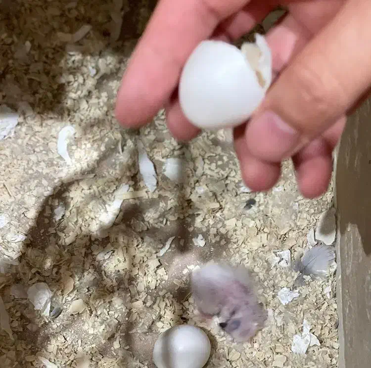 پرندگان زینتی و طوطی سانان|پرنده|اهواز, گلستان|دیوار