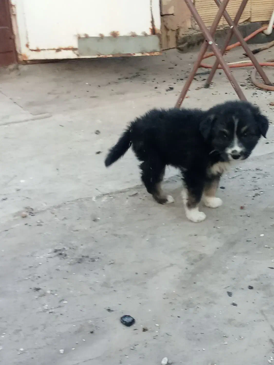 سگ فروش فوری|سگ|مشهد, همت آباد|دیوار