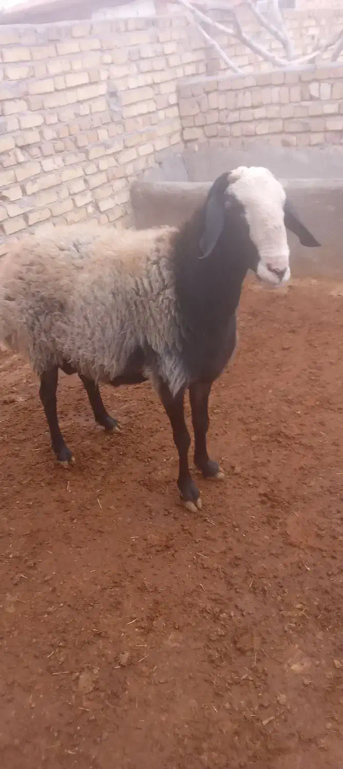 قوچ اصیل شال|حیوانات مزرعه|دشتابی, |دیوار