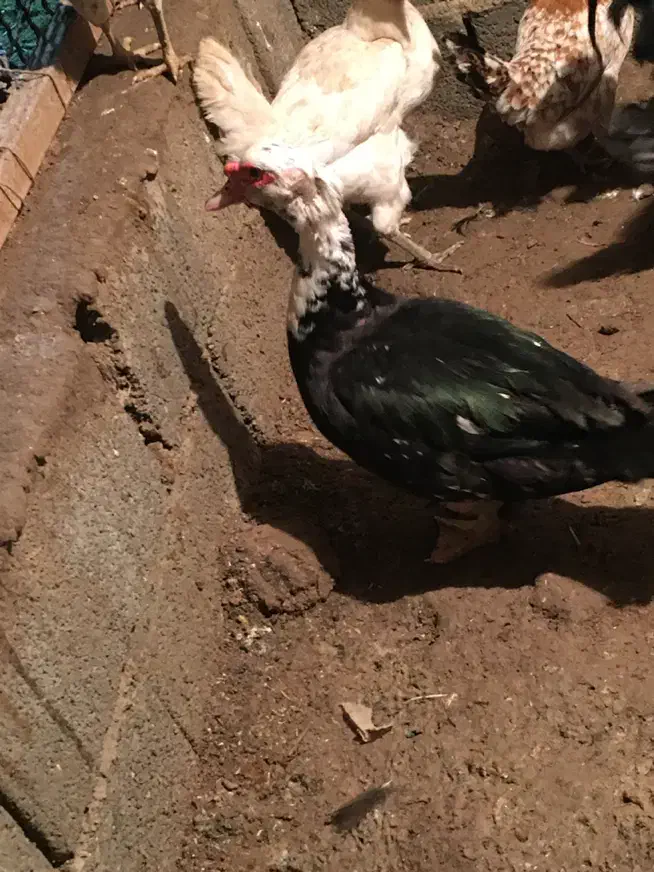 اردک|حیوانات مزرعه|بوشهر, |دیوار