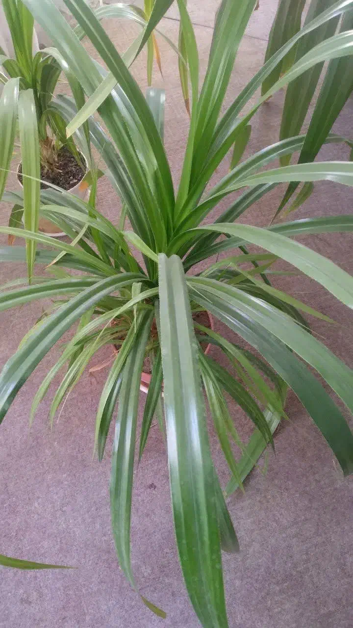 گل پاندانوس|گل مصنوعی|یزد, |دیوار