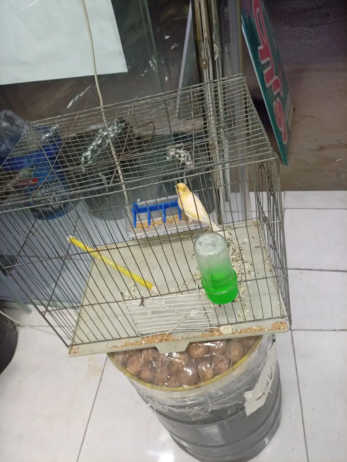 قناری|پرنده|شوشتر, |دیوار