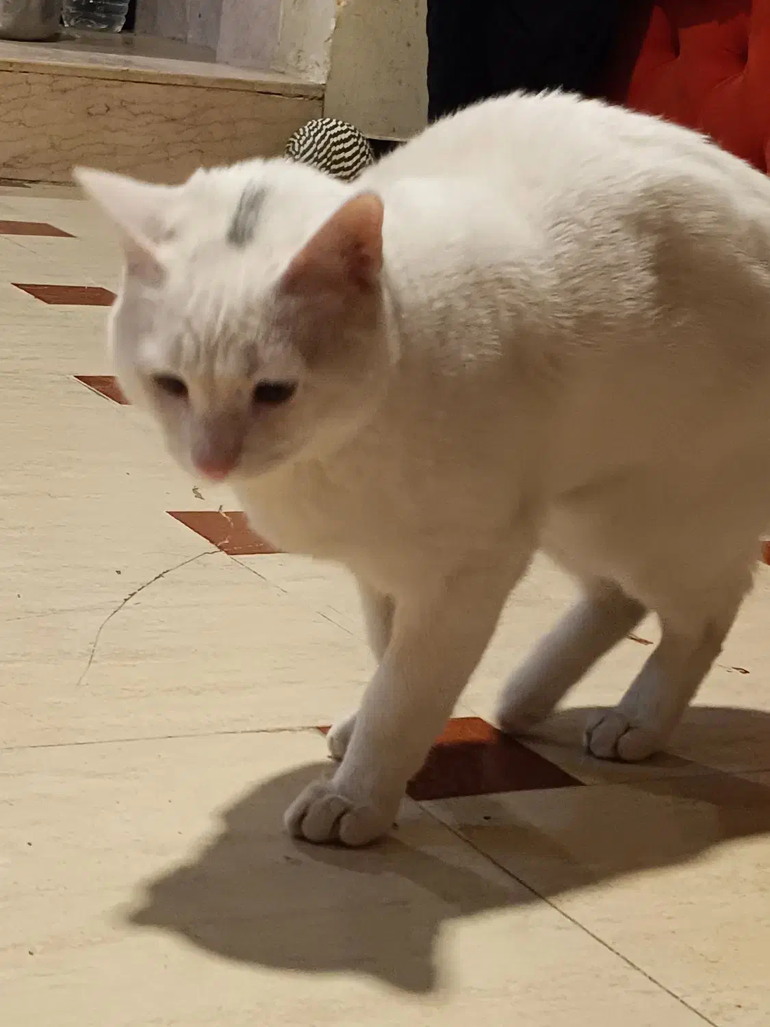 واگذاری گربه|گربه|پرند, فاز ۲|دیوار