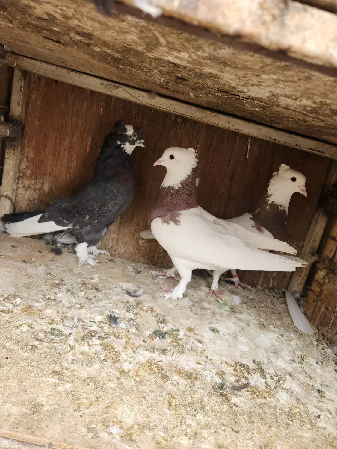 کفتر حراج|پرنده|ری, دیلمان|دیوار