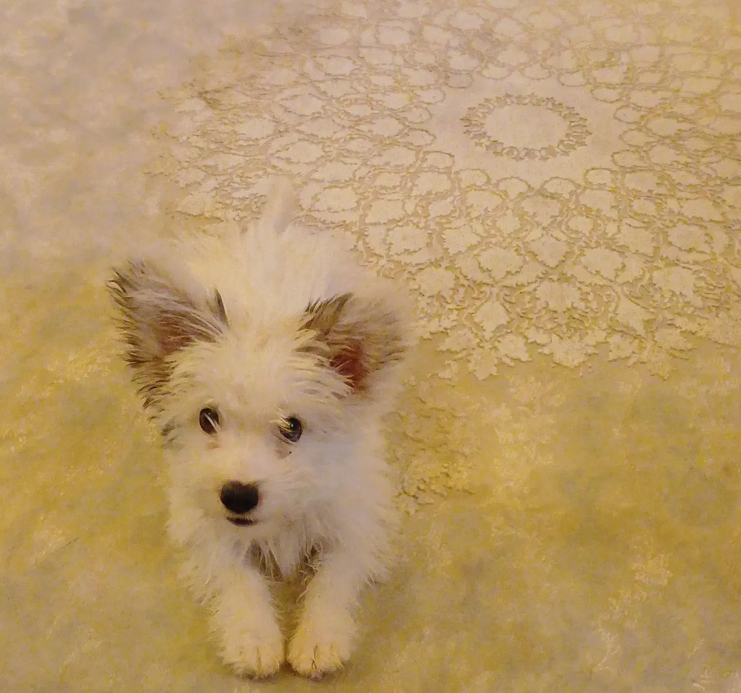 واگذاری سگ|سگ|تبریز, |دیوار