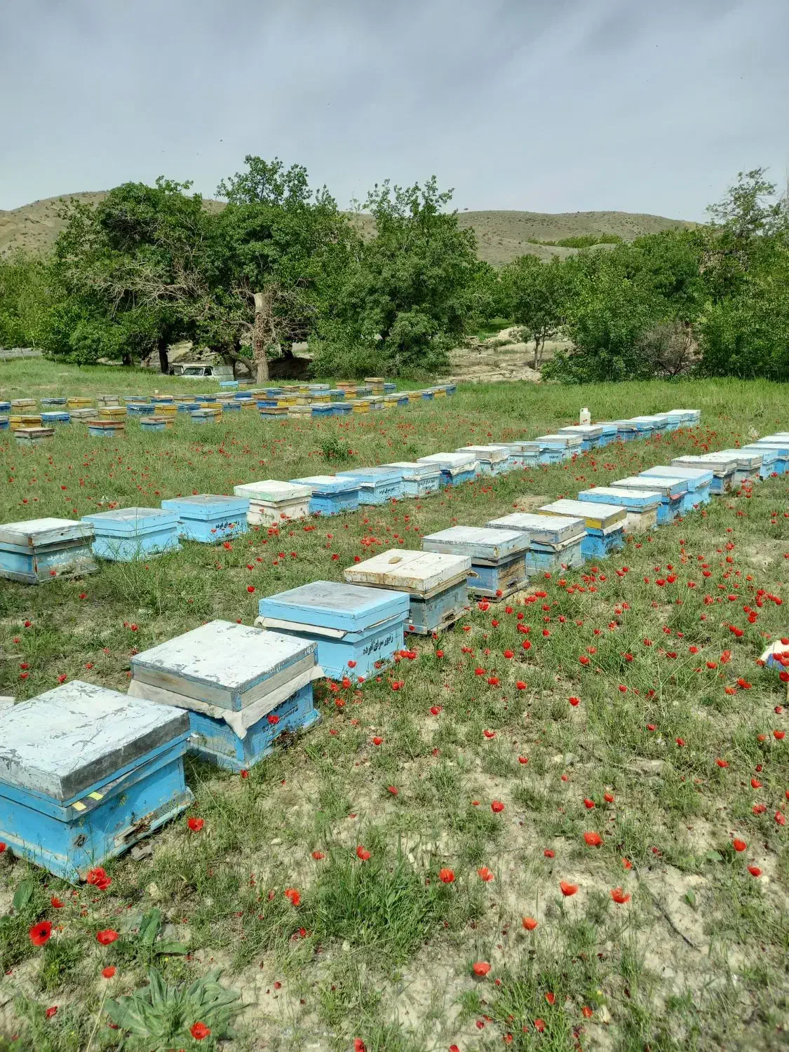 عسل آویشن وخارشتری ویونجه|خوردنی و آشامیدنی|مشهد, نوید|دیوار