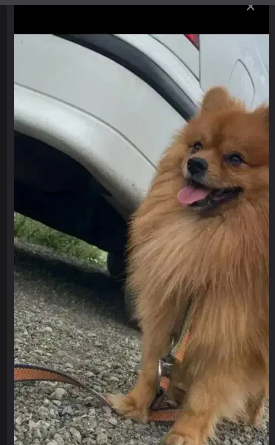 سگ  پامرین|سگ|تهران, زعفرانیه|دیوار