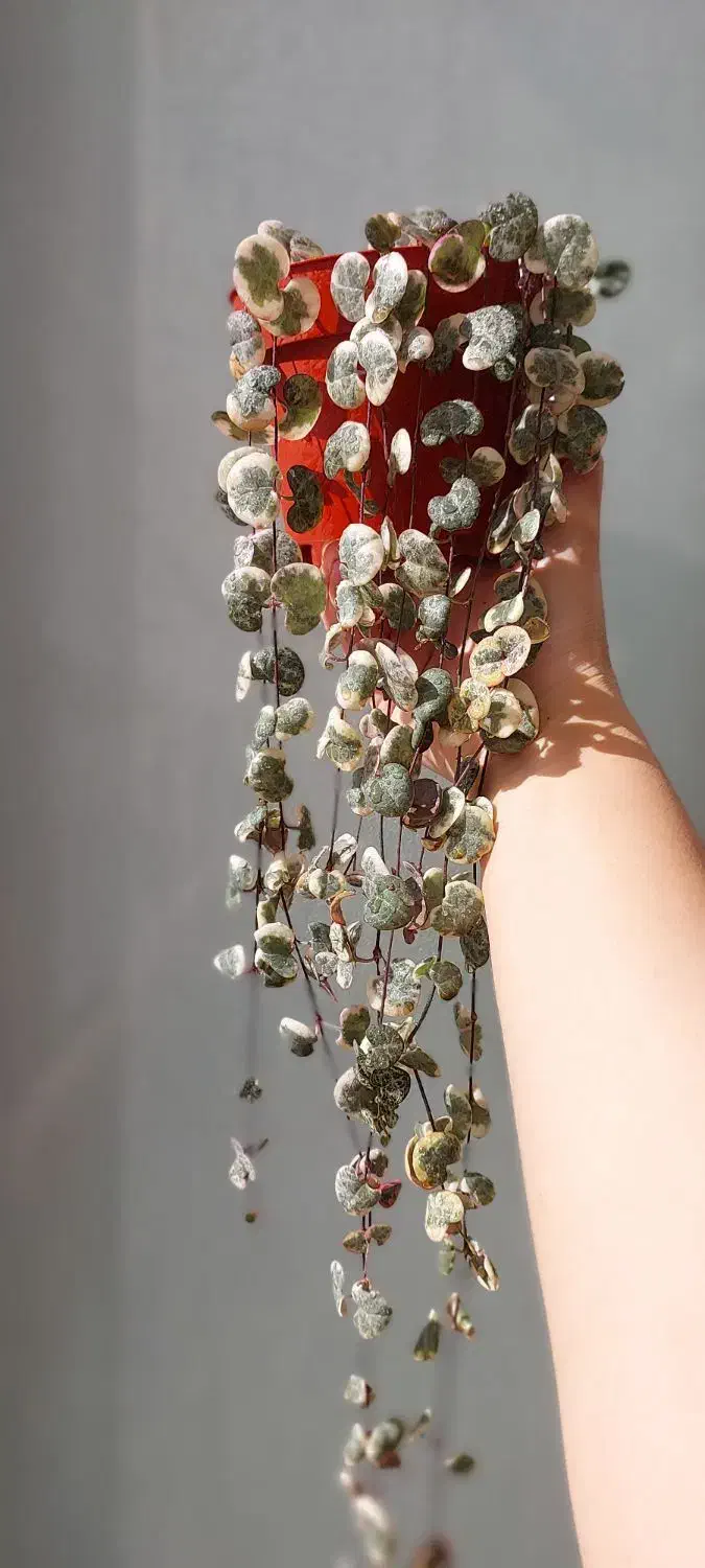 سروپژیا ابلق مادری|گل و گیاه طبیعی|هشتگرد, شهرک بعثت|دیوار