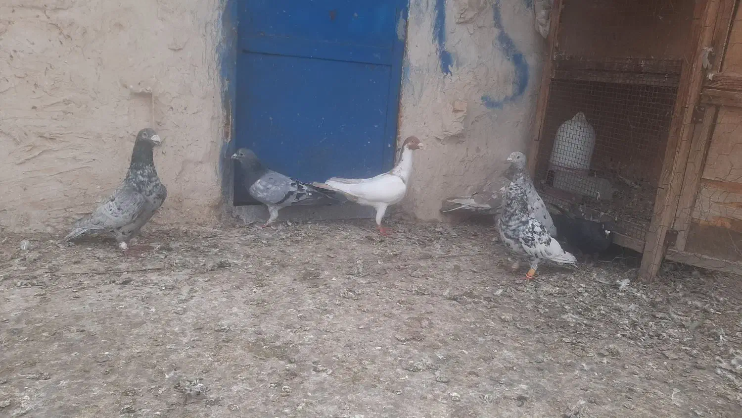 کبوتر کوهی دورگ|پرنده|باوی, |دیوار