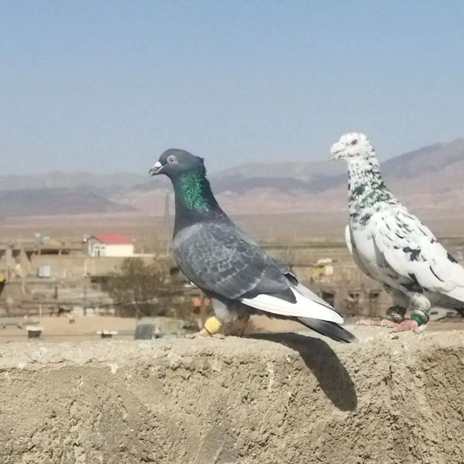 کبوتر|پرنده|نیشابور, مازول|دیوار