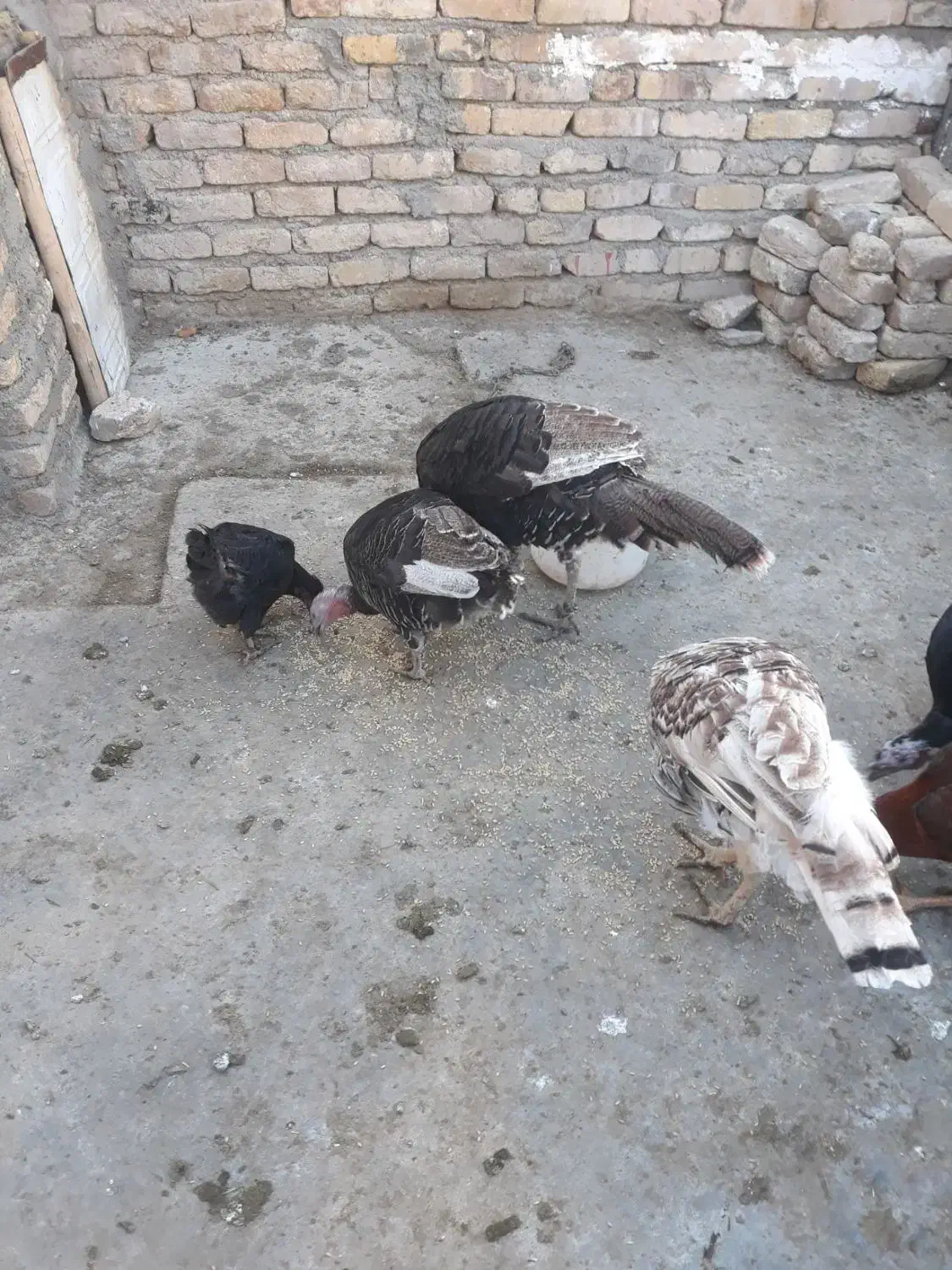 بوقلمون خانگی|حیوانات مزرعه|سنقر, |دیوار