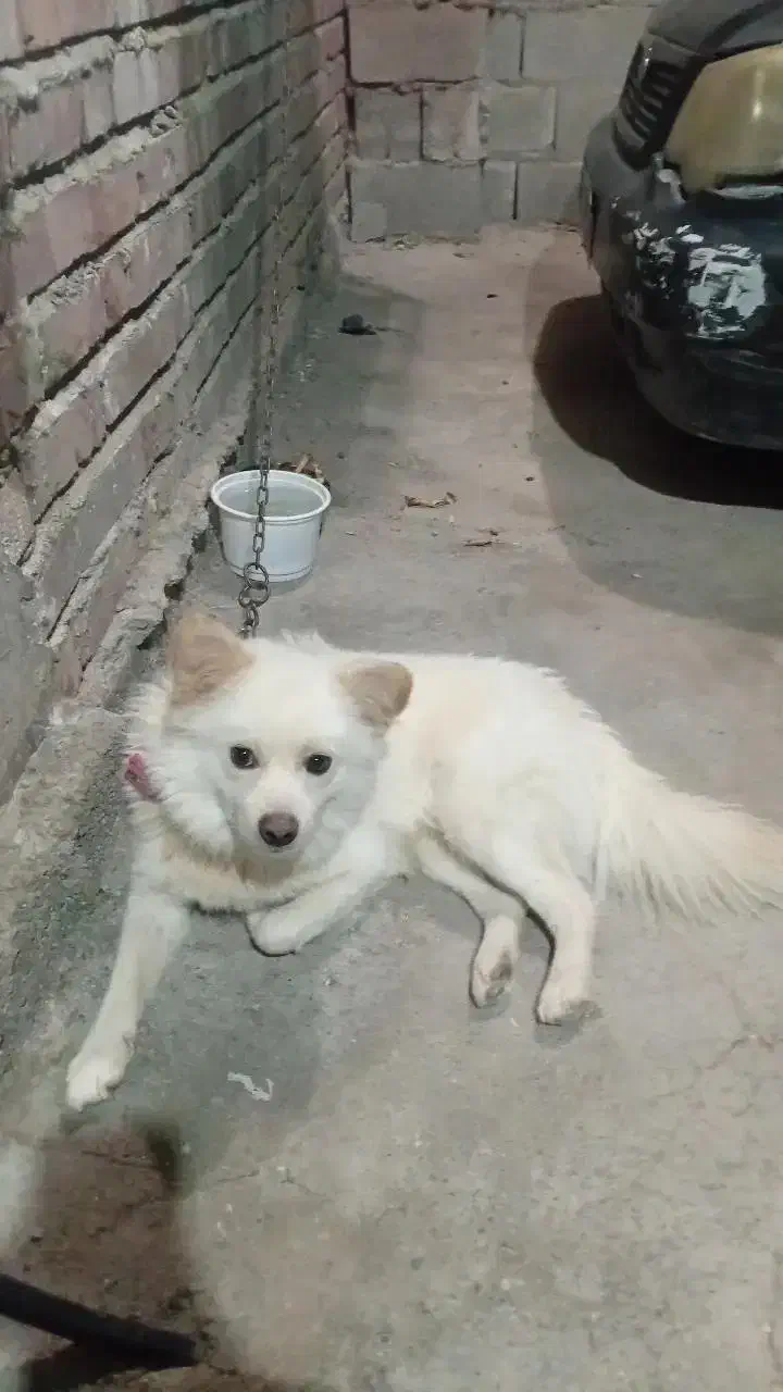 سگ پامر روباهی|سگ|جیرفت, |دیوار