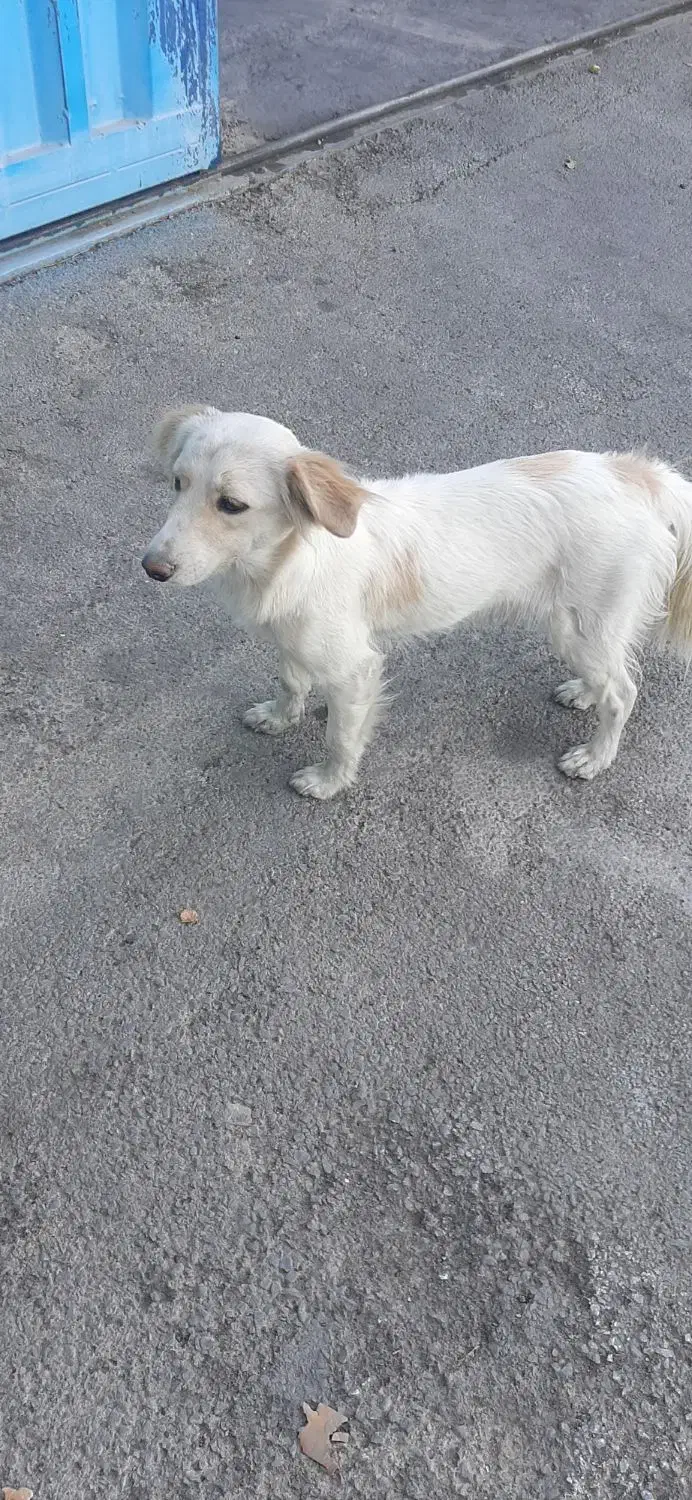 سگ خونگی اشپیتز|سگ|رباط‌کریم, شهرک صنعتی پاسارگاد|دیوار