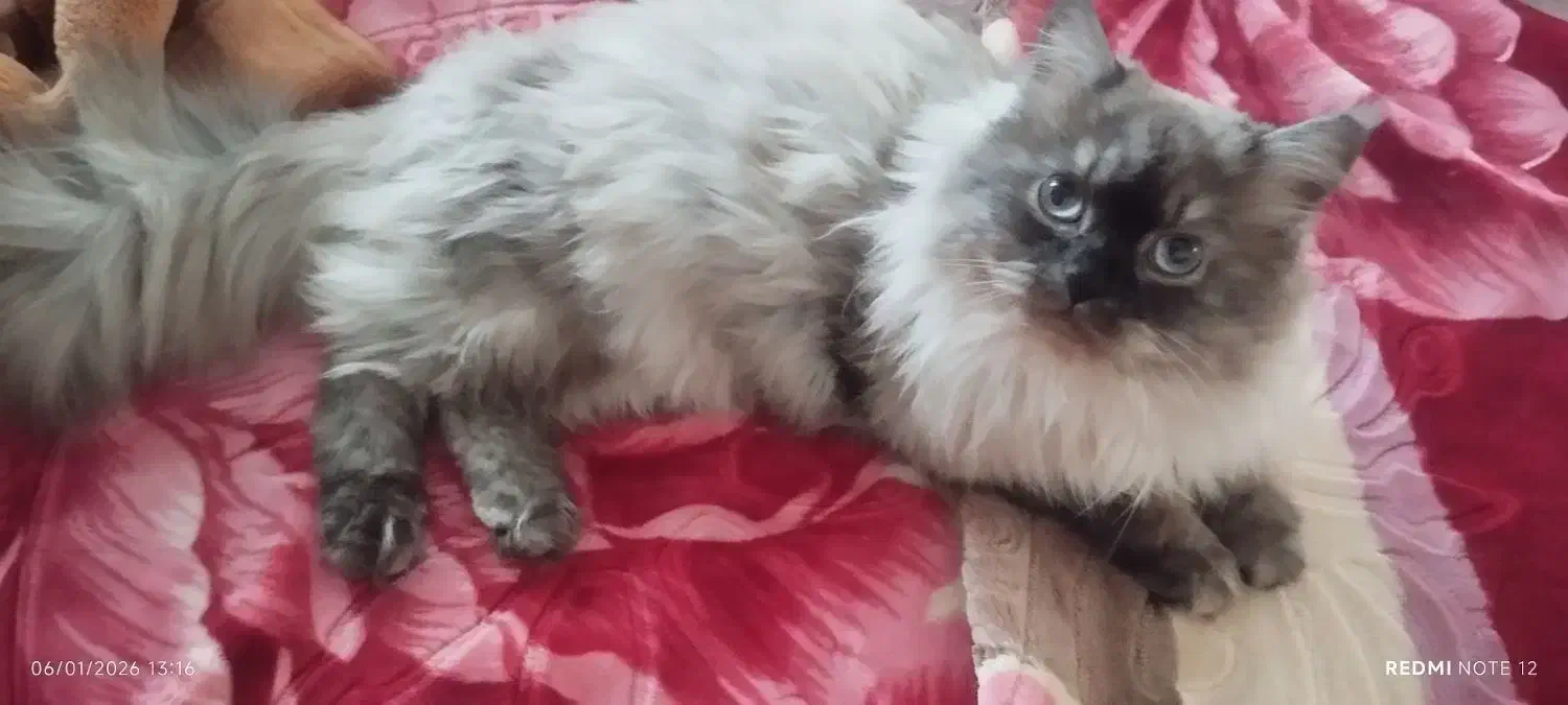 گربه پرشین|گربه|میاندوآب, |دیوار