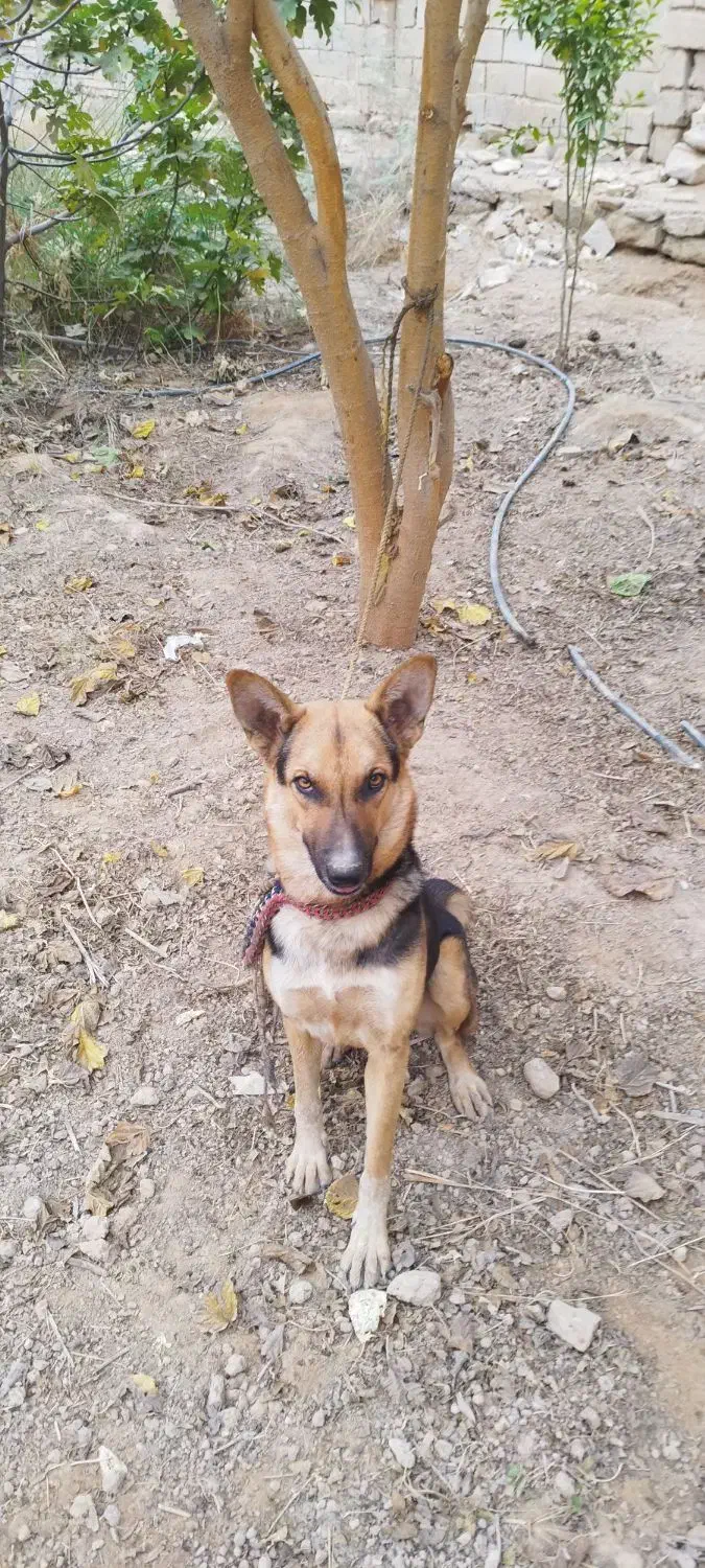 سگ ژرمن ماده ۶ماهه واگذاری|سگ|اهواز, کوی فرهنگیان ۱|دیوار