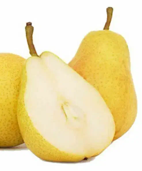 تولید نهال گلابی بیروتی|خدمات باغبانی و درختکاری|دره شهر, |دیوار