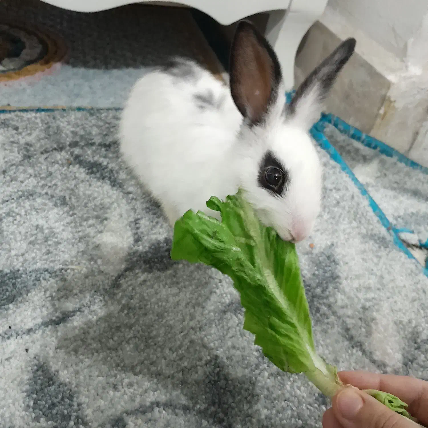 خرگوش مینیاتوری|موش و خرگوش|خرم‌آباد, |دیوار